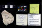 Foto (Objekt + Etikett) von Cycloprosopon sp.  (NHMW-GEO-2017-0089-0001)